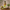 Amla Juice Fresh